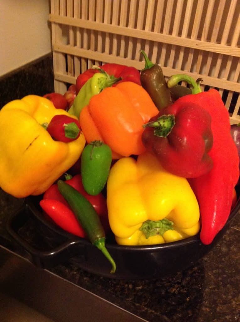 Colorful peppers piled in a colander