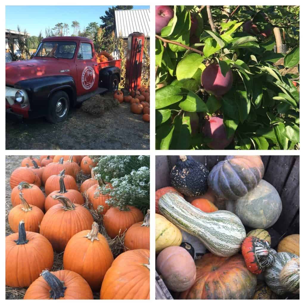 Collage - pickup truck, apples on the tree, pumpkins, and squashes
