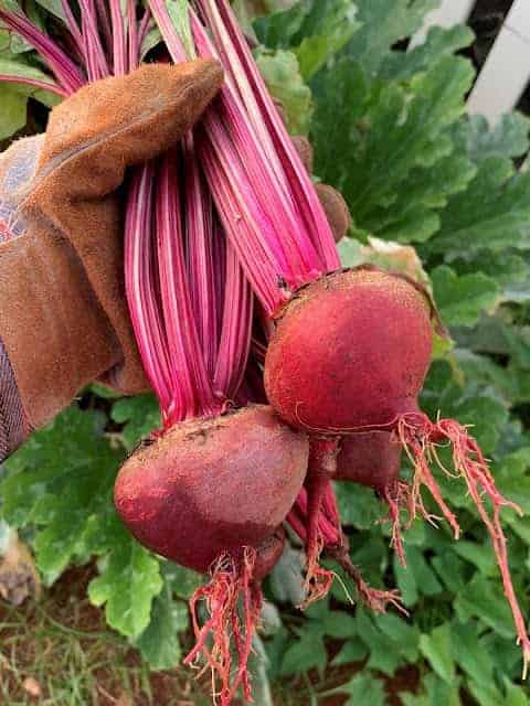 Beets from the Little Red Dirt Garden in Kaimuki