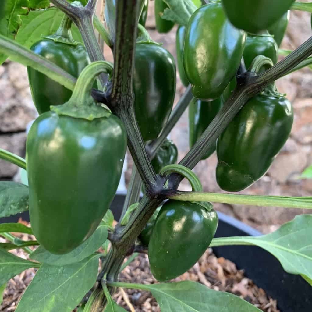 Jalapeno peppers from the Little Red Dirt Garden in Kaimuki