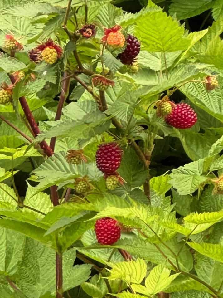 Raspberries