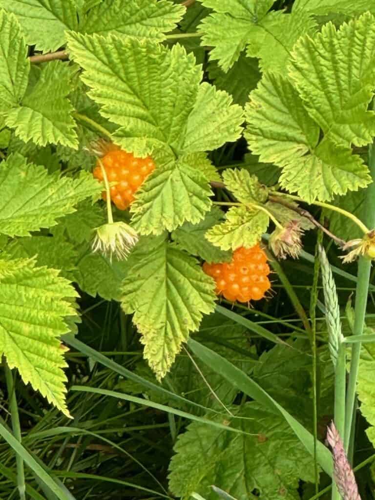 Salmonberries